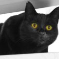 Хорошие приметы о чёрных кошках