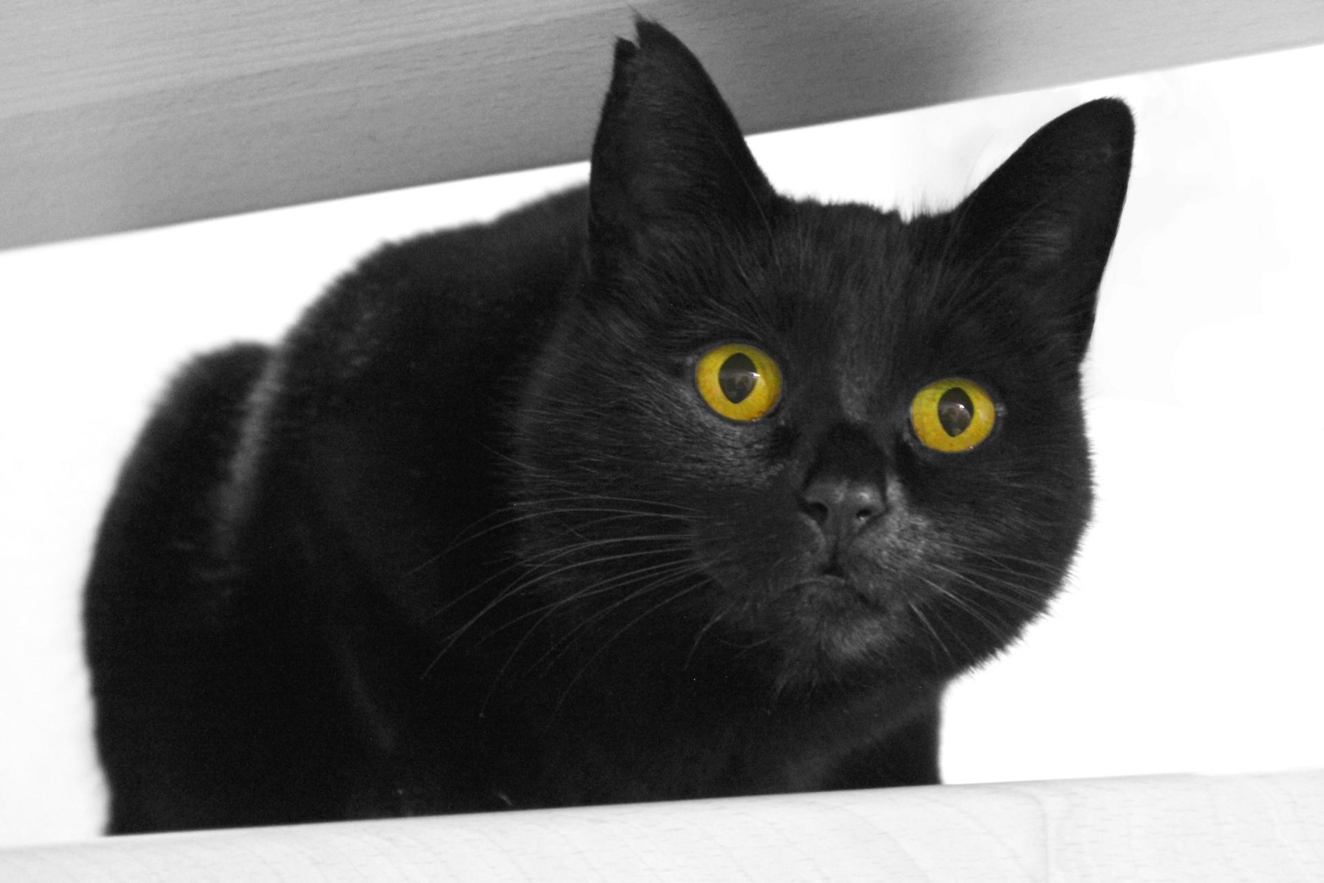 Хорошие приметы о чёрных котах
